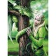 Clementoni Premium Canlı Renkli Kindred Spirits Anne Stokes Yetişkin Puzzle Yapboz 1000 Parça 