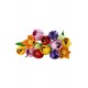 Lego Botanicals Lale Buketi 11501 (576 Parça)